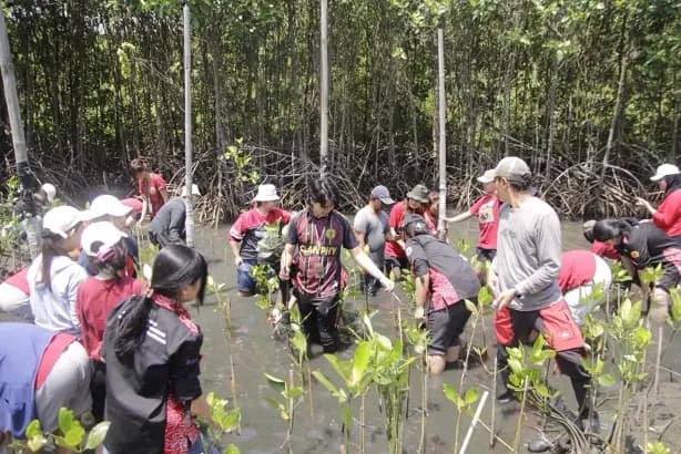 bemf-fhk-scu-tanam-3-000-mangrove-dan-edukasi-siswa-sd-lewat-program-lktsh-2026